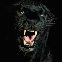 Mohamed Tiger