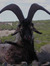 Mara
