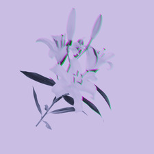 Tildz