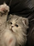 Alisha