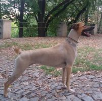 Лъчезар Гелин