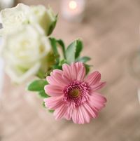 الشيماء حيدر