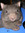 Wombat0355