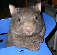 Wombat0355