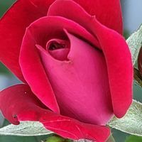 Lora Rumfield-Traylor