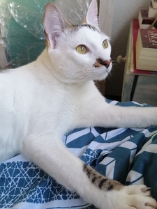 Lorena  González Forni 