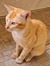 Rafid