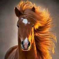 د.نسرين جودت