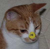 Cô Pi