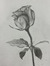 Althea ...