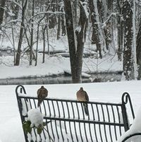 Nicki Haylock-Govier