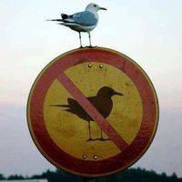 Vladislav Trajkovski