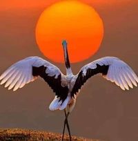 قدوره الصادق