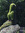 Shawne Taylor | 6 comments