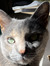 Catie