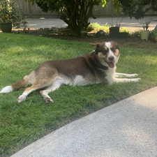 Stella