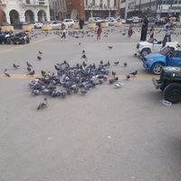 محمد المهدي