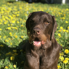 Sam