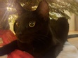 Sascha