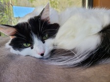 Liisa