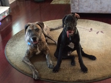 Cynthia Spring-Pearson