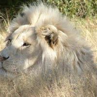 الوحيد الملكي