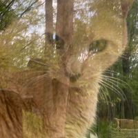 Lora Carlson Webster