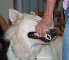 Tyler ✩°｡⋆⸜ 