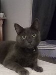 Sheila