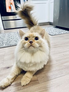 Cassie ≽^•⩊•^≼