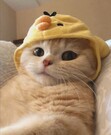 wenqi wenqi