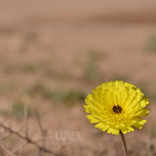 Wafa Bahashwan