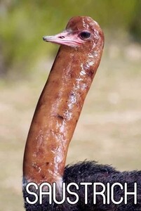 Zoidpool