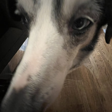 Scout