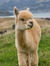 alpaca