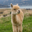 alpaca