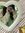 niss (T...