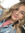 Shae