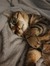 Isabell...