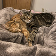aqeela