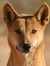 Dingo