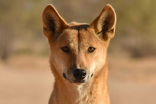 Dingo