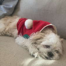 Holly