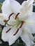 Lilly G...