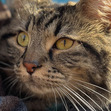 nazihaameow