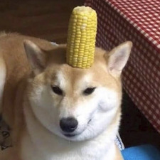corndawg