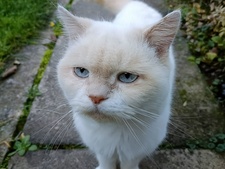 Vivi