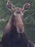 Moma Moose