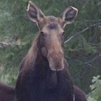 Moma Moose
