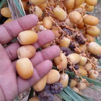 حاتم الحسين